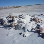 Frozen Animals on the Steppe